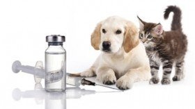 Očkování psů a koček