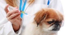 Změna termínu povinného očkování psů - nový termín 30. 5. 2020