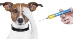 Očkování psů proti vzteklině